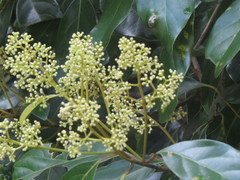 Cryptocarya vulgaris