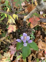 Gentiana decora