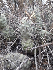 Tephrocactus aoracanthus
