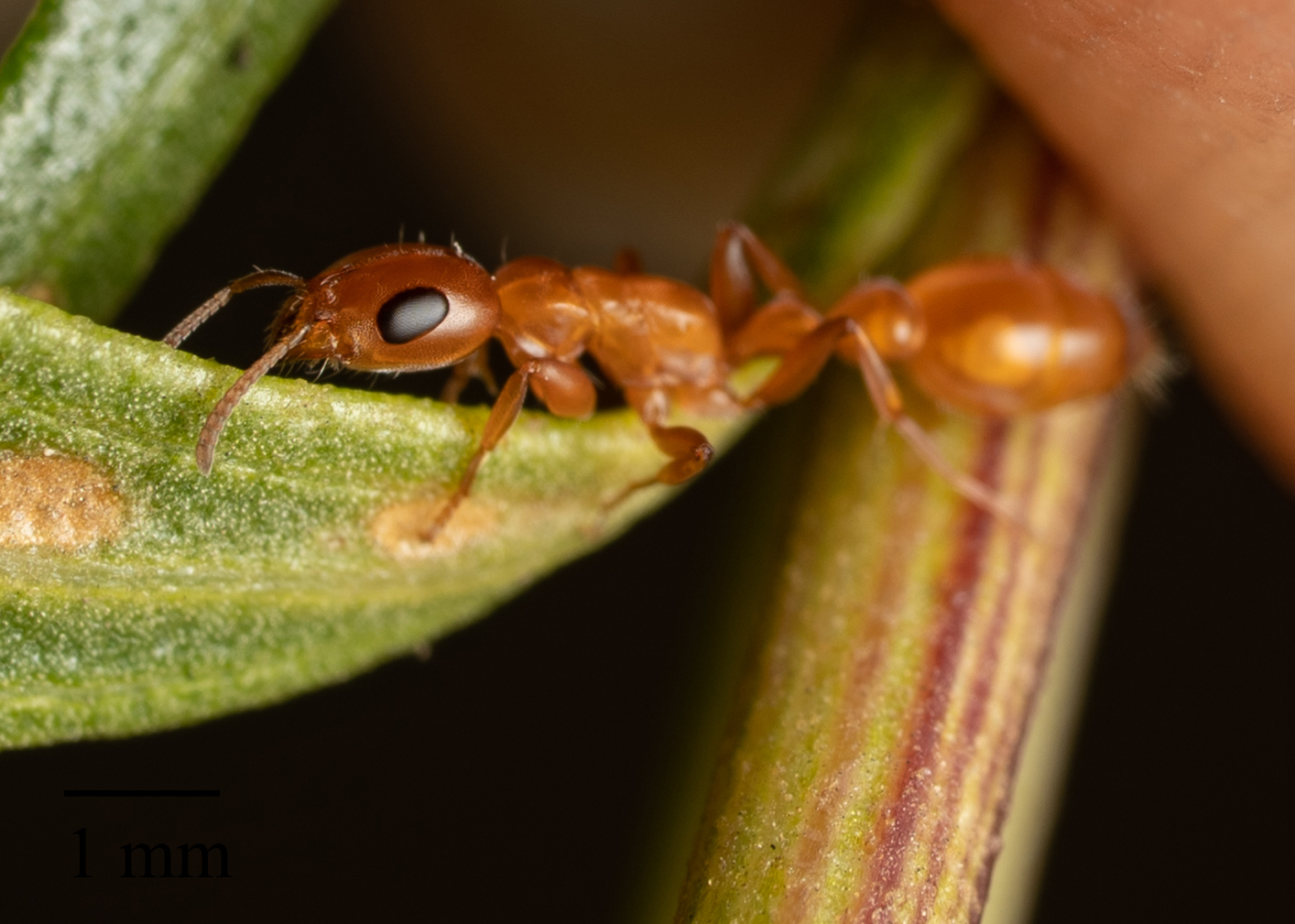 Pseudomyrmex apache