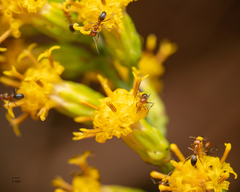 Dorymyrmex bicolor