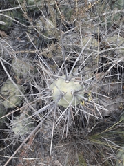 Tephrocactus aoracanthus