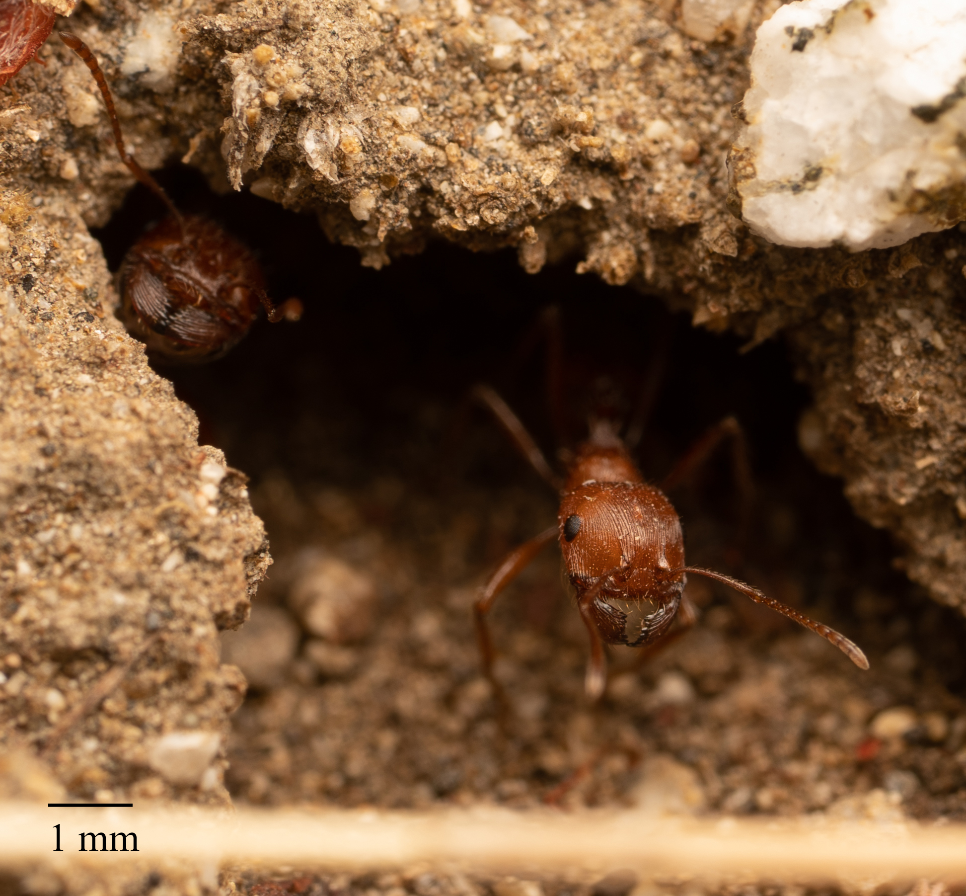 Pogonomyrmex subnitidus