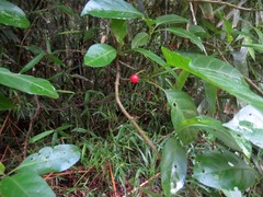 Solanum viridifolium