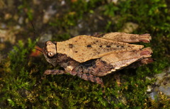 Tetrigoidea