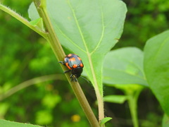 Labidomera suturella