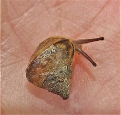 Conulinus