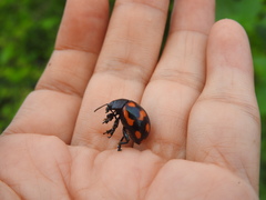 Labidomera suturella