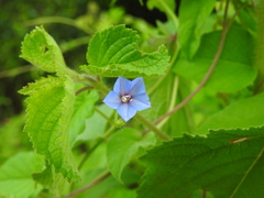 Jacquemontia evolvuloides