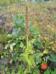 Pedicularis bracteosa