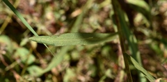 Symphyotrichum bracteolatum