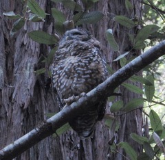 Strix occidentalis