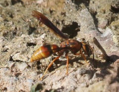 Monobia arizonensis