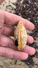 Amblychilepas javanicensis