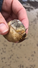 Amblychilepas javanicensis