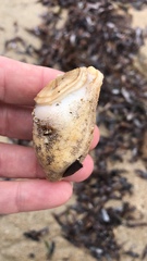 Amblychilepas javanicensis