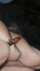 Ectrapezidera semiotina