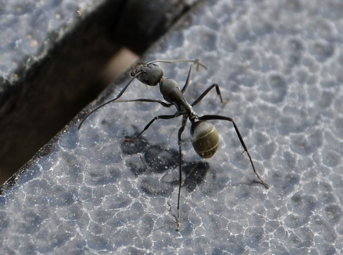 Camponotus parius