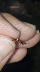 Ectrapezidera semiotina