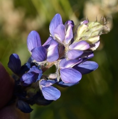 Lupinus breweri