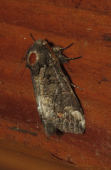 Heterocampa obliqua