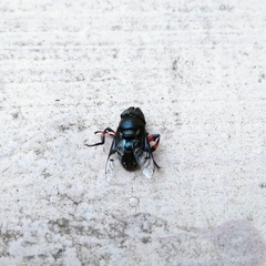 Phytomia