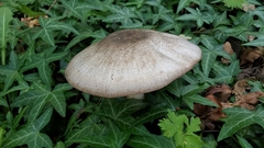 Agaricus buckmacadooi