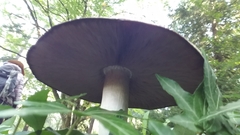 Agaricus buckmacadooi