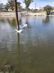 Anser anser domesticus