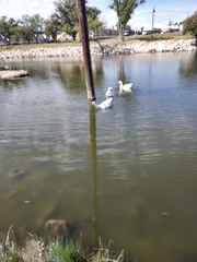 Anser anser domesticus