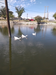 Anser anser domesticus