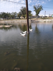 Anser anser domesticus