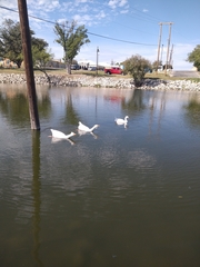 Anser anser domesticus