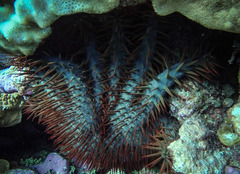 Acanthaster
