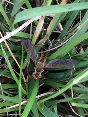 Cophinopoda