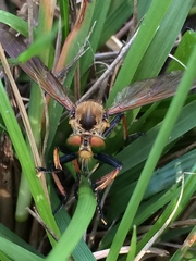 Cophinopoda