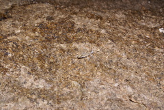 Alsophylax pipiens