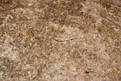 Alsophylax pipiens