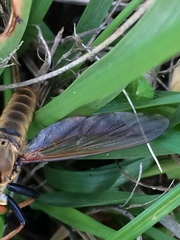 Cophinopoda