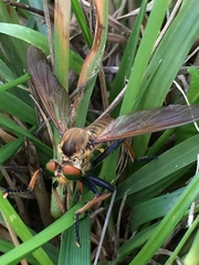 Cophinopoda