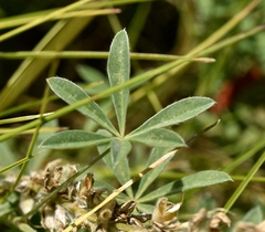 Lupinus breweri