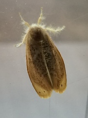 Arna pseudoconspersa