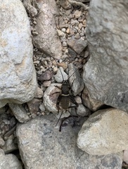 Teleogryllus mitratus