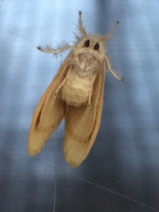 Arna pseudoconspersa