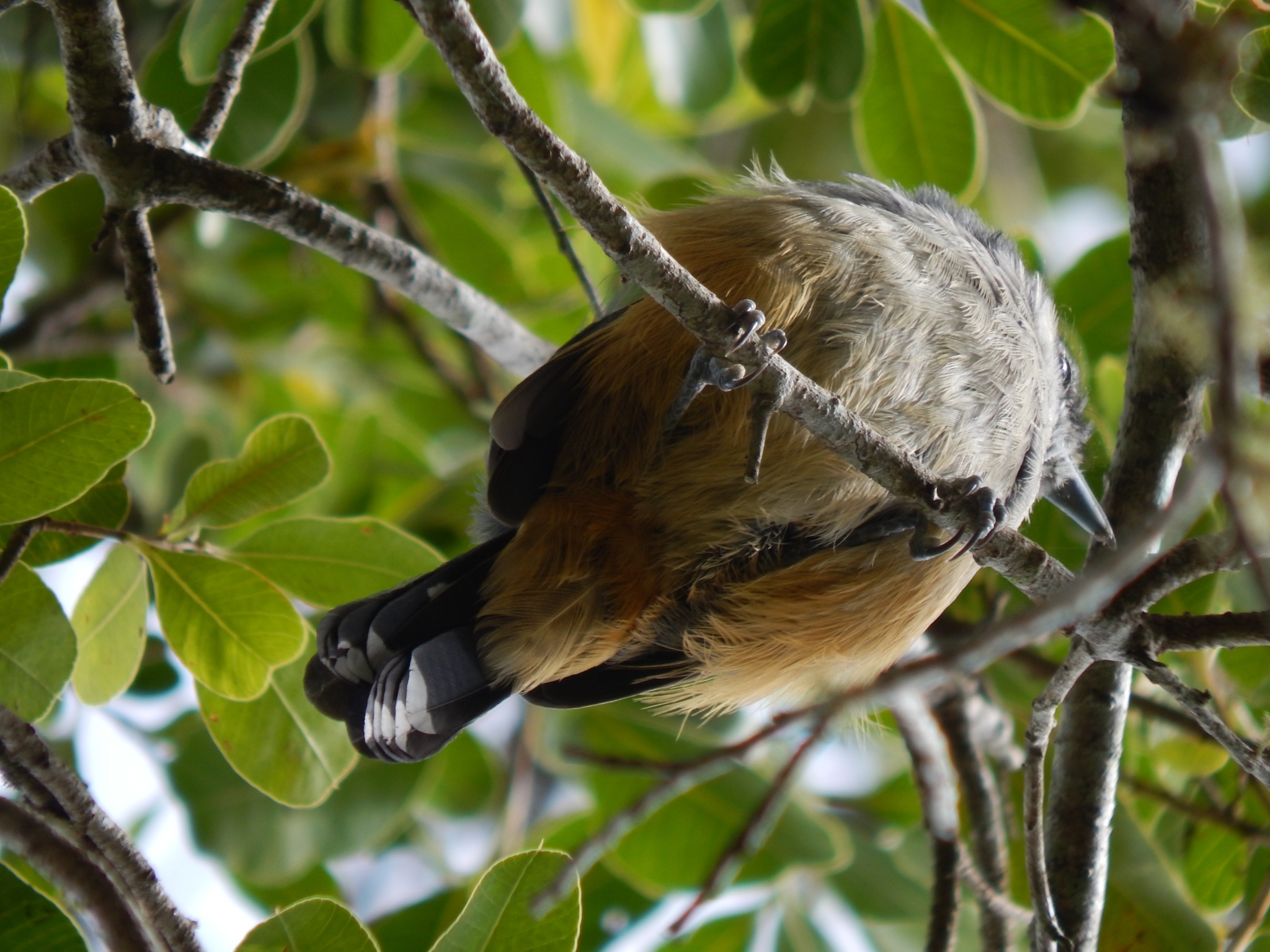 Variable Antshrike illustration
