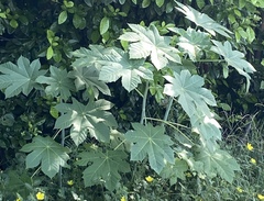 Ricinus communis