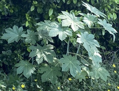 Ricinus communis