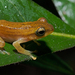 Assam Tree Frog - Photo (c) Avrajjal Ghosh, some rights reserved (CC BY-NC), uploaded by Avrajjal Ghosh