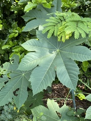 Ricinus communis