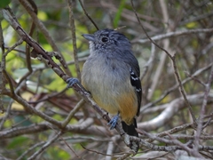 Variable Antshrike photo 4